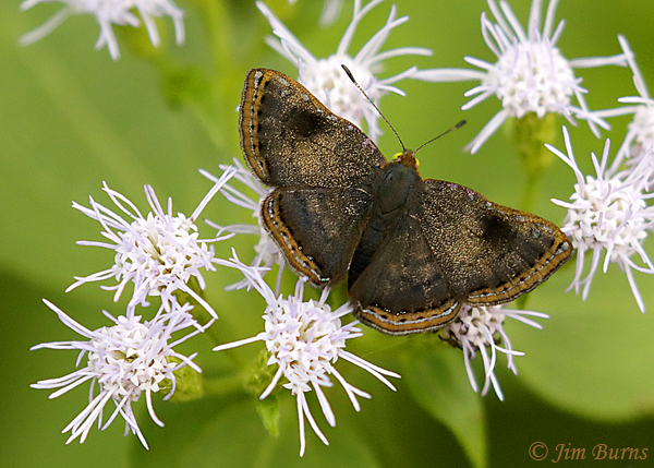 Red-bordered Metalmark female, November, Texas--2801
